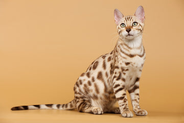 Image of Bengal cat in front of beige background