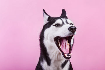 Gum Disease In Dogs: Causes & Treatment