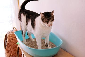 Cat standing in litter box