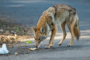 Coyote sniffing a piece of bread on the road