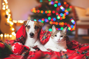 Holiday Pet Safety: 6 Tips For Pet Parents