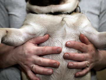 Hands touching dog stomach