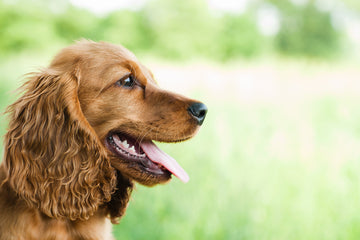Side profile of Cocker Spaniel with its tongue out