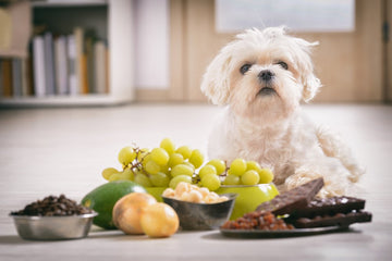 Dog sitting in front of foods it can’t eat, including grapes, raisins, chocolate, and avocados.