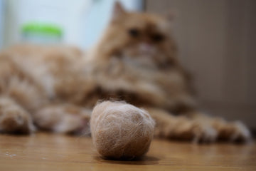 Cat Has Hairball: Why & What To Do
