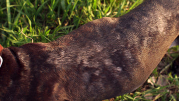Image of dog displaying symptoms of ringworm