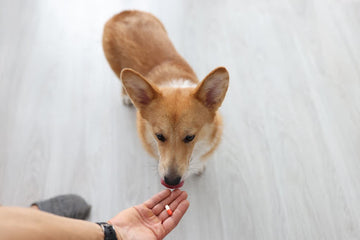 Dog looking at pill in their owner’s hand