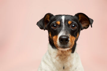 Small brown and white dog looking into camera in front of peach background