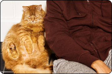 Best anti anxiety clearance for cats