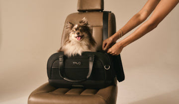 Mometamax Otic Suspension (Rx)