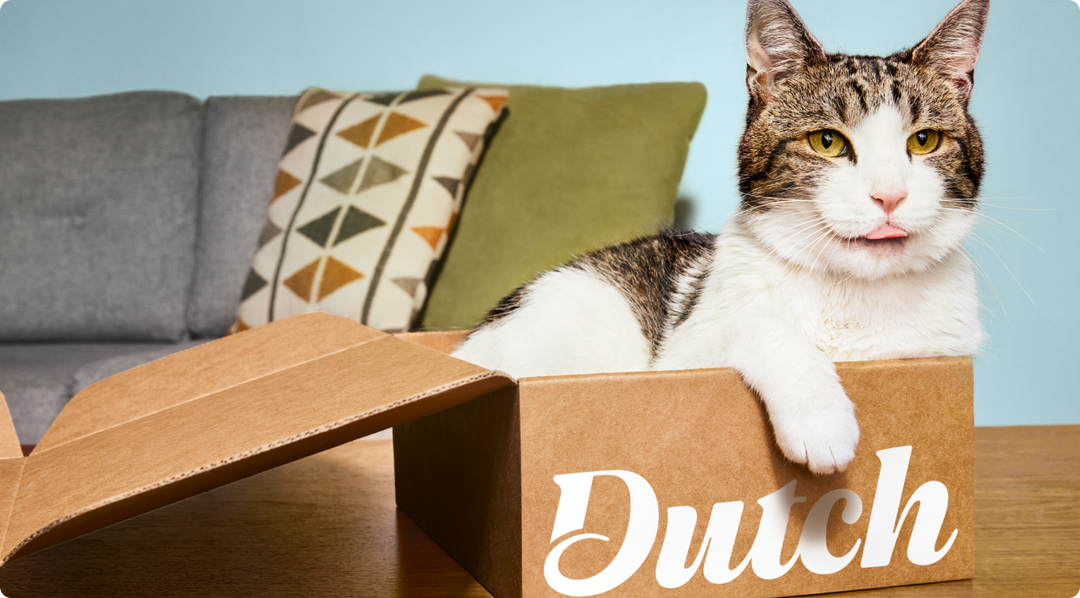 Cat Seizure Medication Dutch