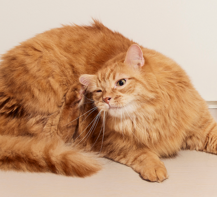 Cat Itching Online Cat Itching Treatment Suggestions and Medicine Dutch