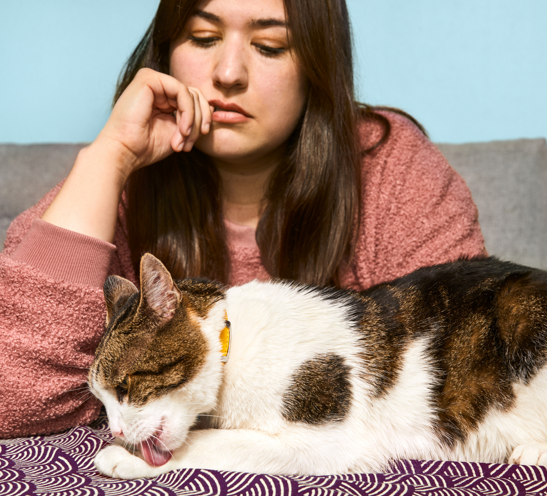 Cat Arthritis Treatment Online Arthritis Treatment For Cats Dutch