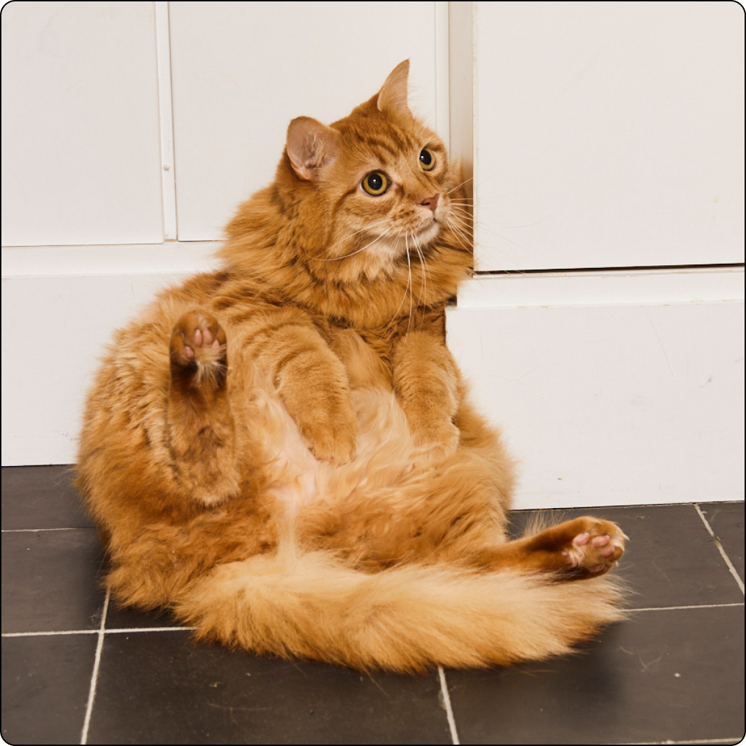 Cat Arthritis Treatment Online Arthritis Treatment For Cats Dutch