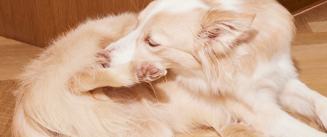 Dog Allergy Quiz Dutch