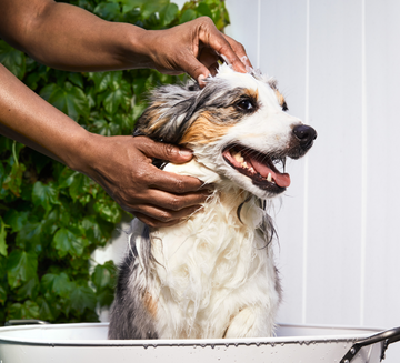 Dog hair fall sales remedy