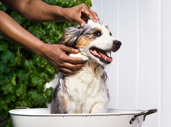 Dog Hair Loss Online Dog Hair Loss Treatment and Medicine Dutch