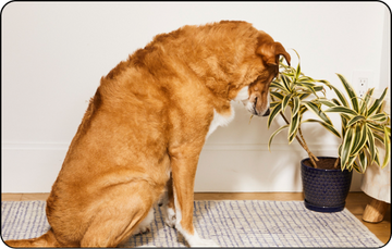 Dog Diarrhea Online Dog Vomiting Diarrhea Medicine Suggestions