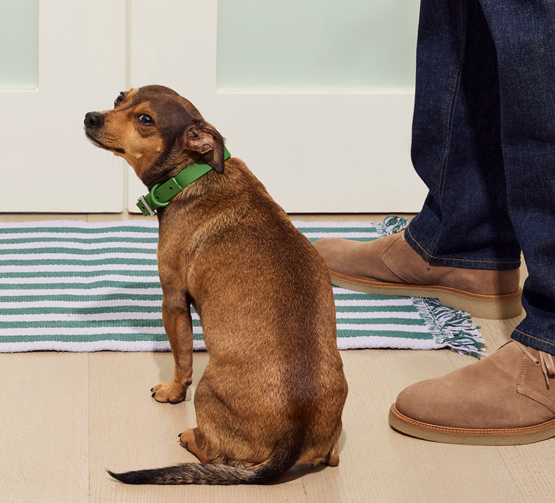 Dog Trembling Online Dog Shaking and Trembling Treatment Suggestions