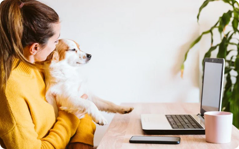 Where To Find An Online Vet Who Writes Prescriptions