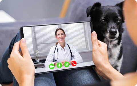 How To Get Your Dog A Prescription Online