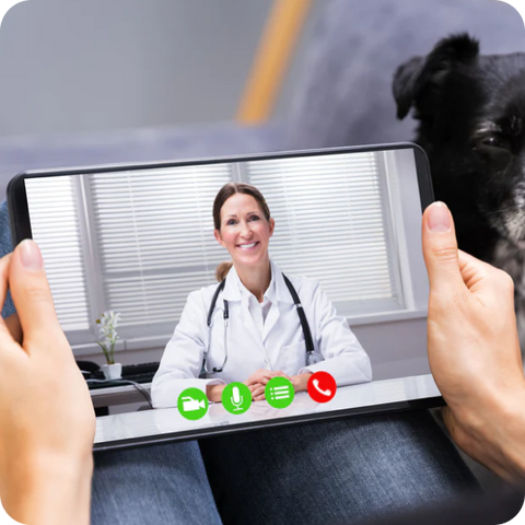How To Get Your Dog A Prescription Online