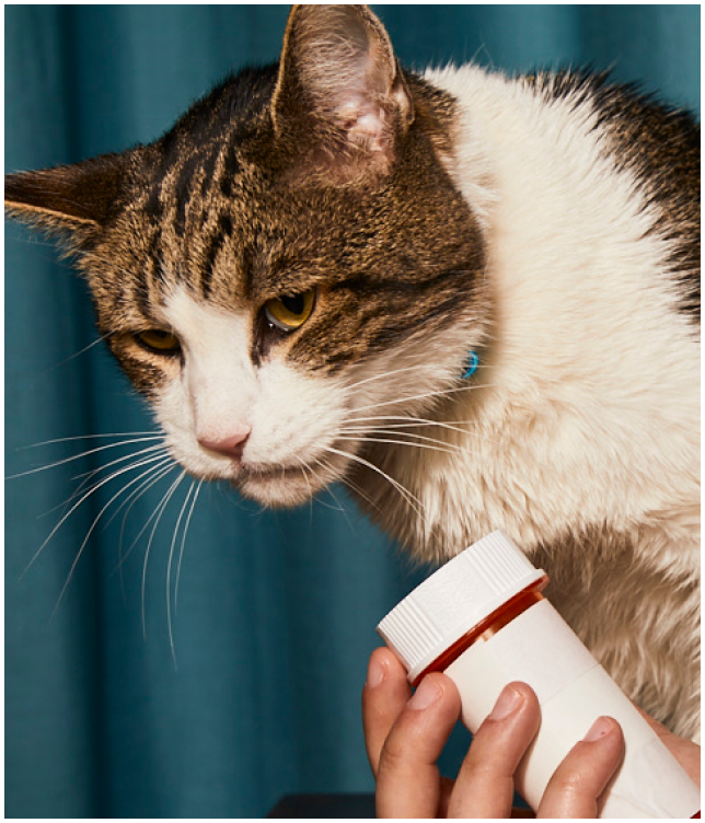 Cat Anxiety Treatment Online Treatment for Cat Anxiety Dutch